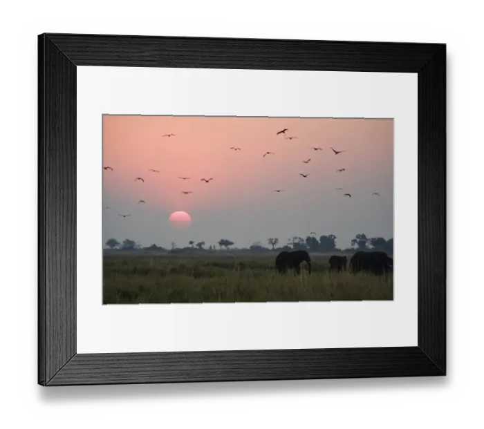 Framed Print : Elephants and birds in wildlife refuge Framed Print : Elephants and birds in wildlife refuge