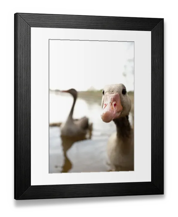 Framed Print : Close up of ducks beak Framed Print : Close up of ducks beak