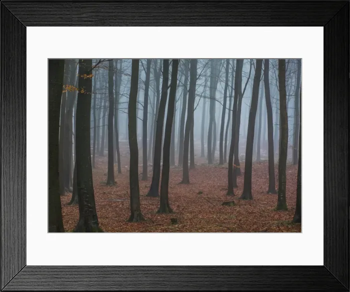 Framed Print : Misty winter forest in Denmark Framed Print : Misty winter forest in Denmark