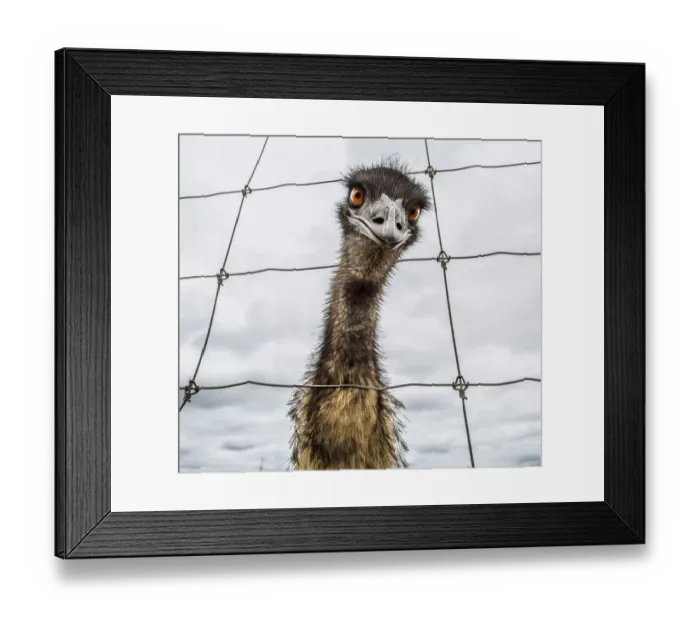 Framed Print : David Trood Framed Print : David Trood