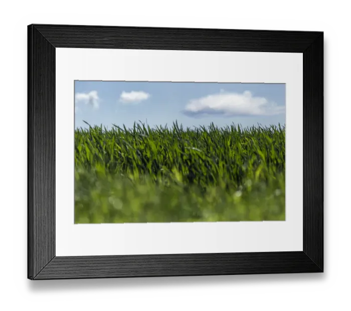 Framed Print : Spring grass and cloudy sky Framed Print : Spring grass and cloudy sky