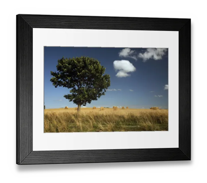 Framed Print : Round hay bale in wheat field Framed Print : Round hay bale in wheat field