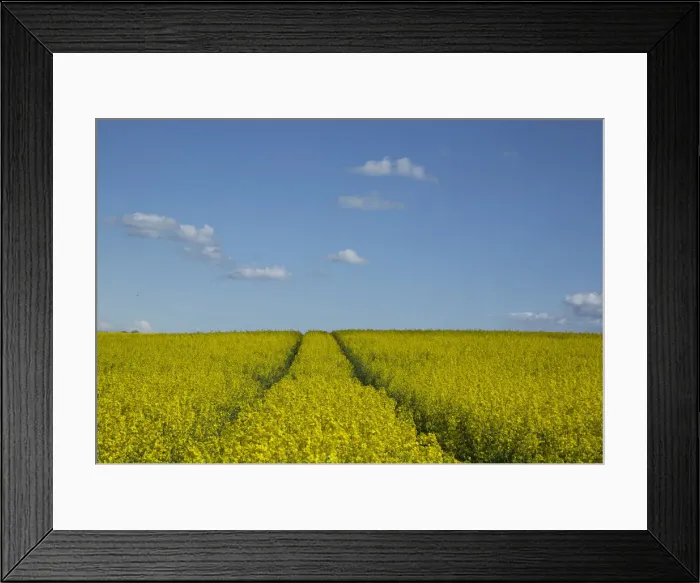 Framed Print : Yellow mustard field and blue sky Framed Print : Yellow mustard field and blue sky