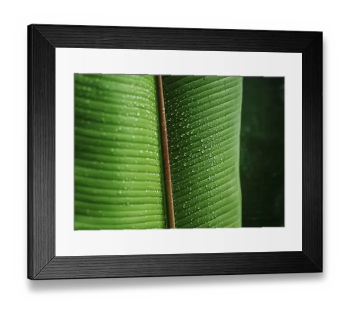 Framed Print : Water drops on a banana leaf Framed Print : Water drops on a banana leaf
