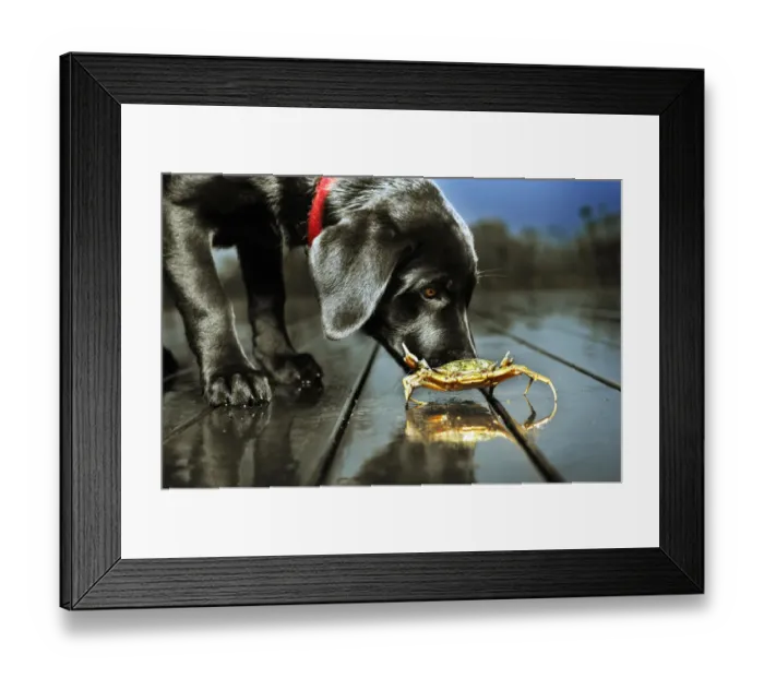 Framed Print : Dog sniffing crab Framed Print : Dog sniffing crab