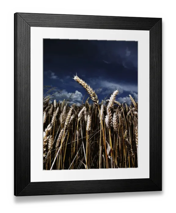 Framed Print : Close up of wheat Framed Print : Close up of wheat