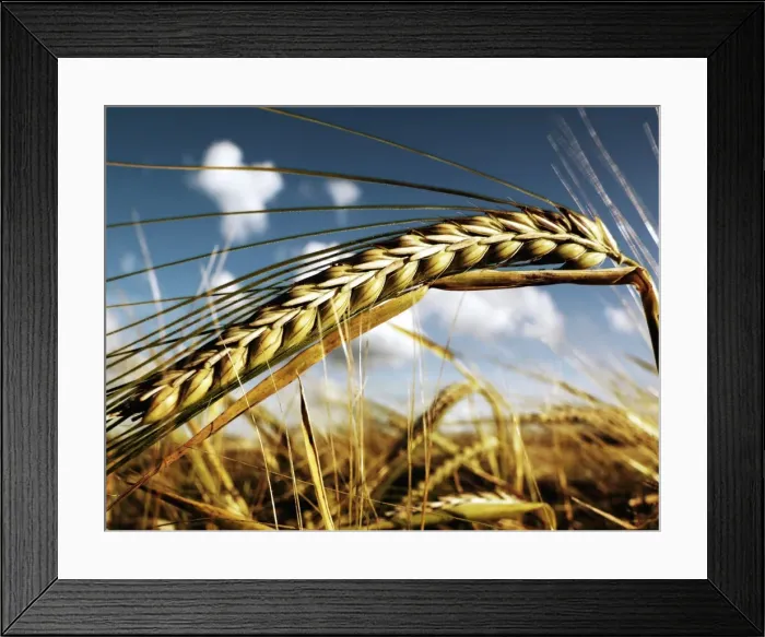 Framed Print : close up of wheat Framed Print : close up of wheat