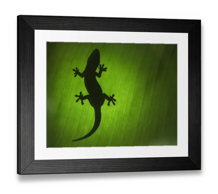 Framed Print : Gekko in Thailand Framed Print : Gekko in Thailand