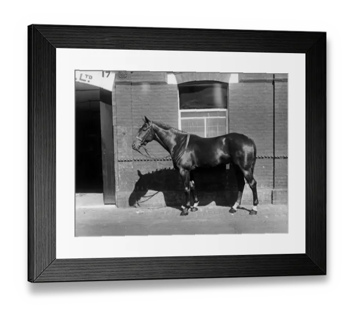 Framed Print : Racehorse Dunmore, winner of races at Ranelagh, Richmond and Olympia Framed Print : Racehorse Dunmore, winner of races at Ranelagh, Richmond and Olympia