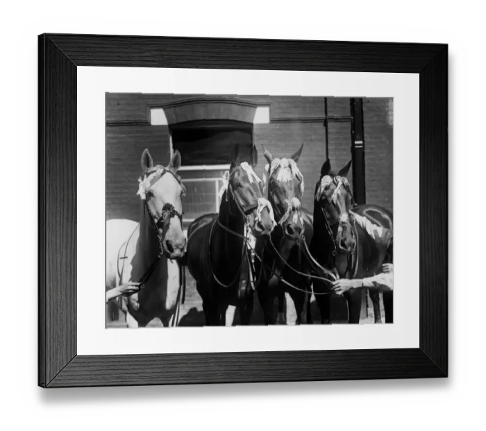 Framed Print : Four Racehorses Framed Print : Four Racehorses