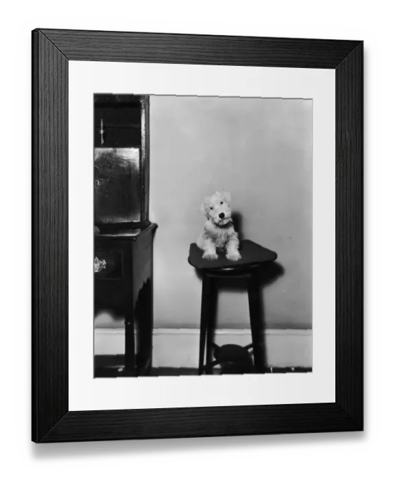 Framed Print : Little Lost Dog Framed Print : Little Lost Dog