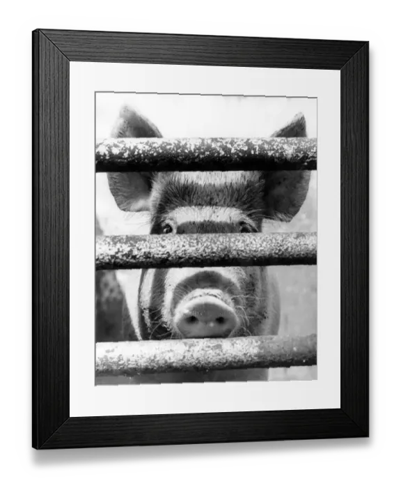 Framed Print : Pig Pen. 14th May 1974: A close-up of a large pig poking its snout through Framed Print : Pig Pen. 14th May 1974: A close-up of a large pig poking its snout through