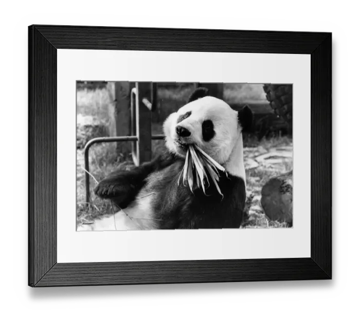 Framed Print : Bamboo Delight Framed Print : Bamboo Delight