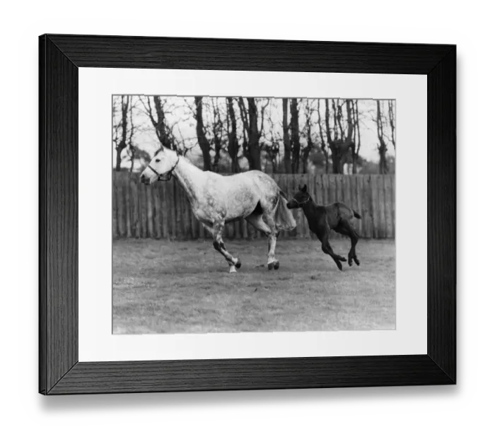 Framed Print : Racehorse And Colt Framed Print : Racehorse And Colt