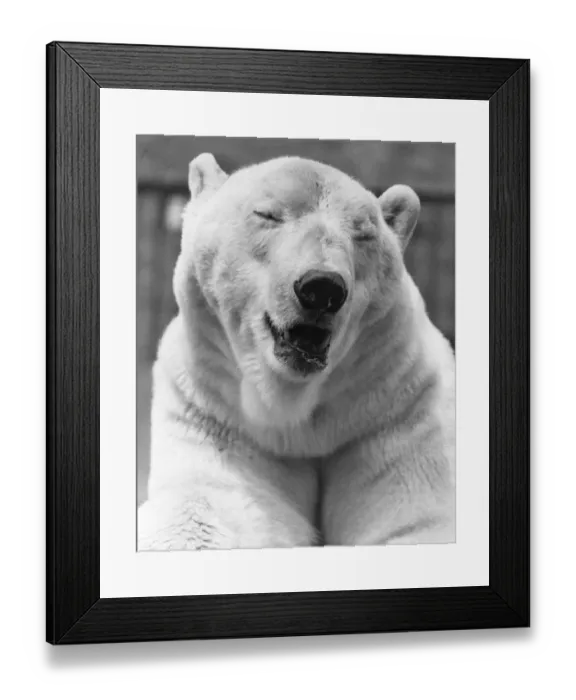 Framed Print : Polar Bear Close-Up Framed Print : Polar Bear Close-Up