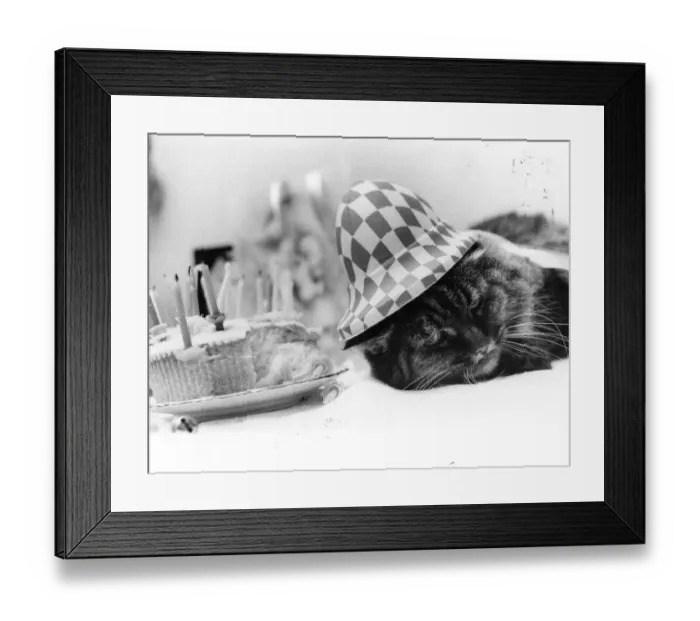 Framed Print : Old Cat In The Hat Framed Print : Old Cat In The Hat