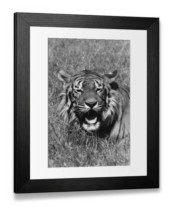 Framed Print : Tiger Roars Framed Print : Tiger Roars