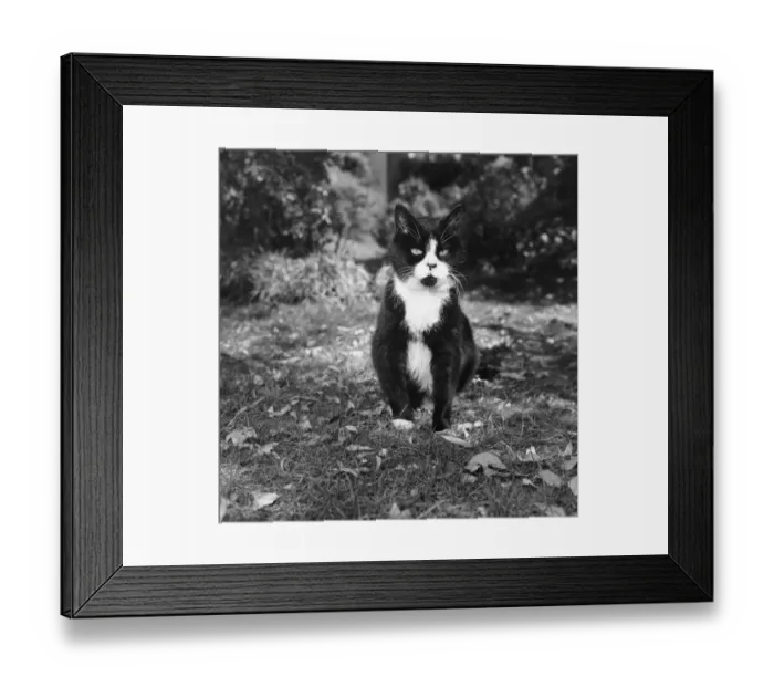 Framed Print : Winnie The Cat Framed Print : Winnie The Cat