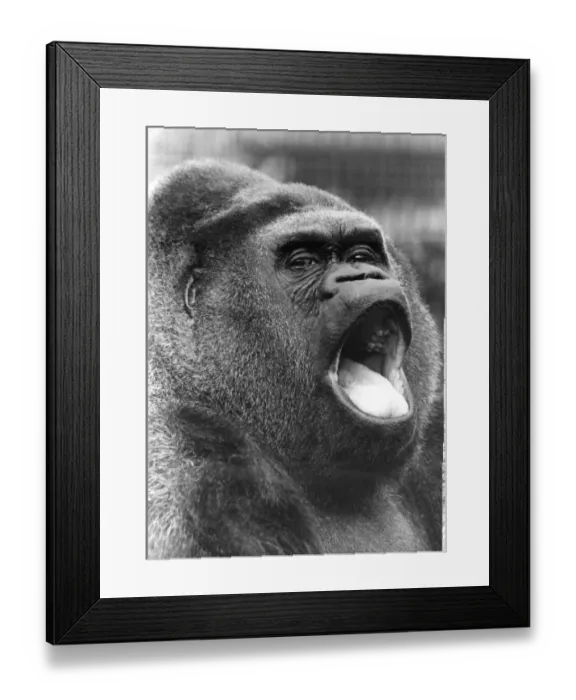 Framed Print : Guy The Gorilla Framed Print : Guy The Gorilla