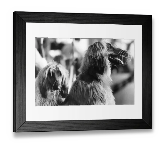 Framed Print : Afghan Hounds Framed Print : Afghan Hounds