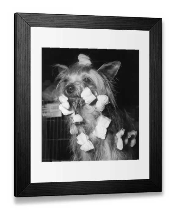 Framed Print : Canine Curlers Framed Print : Canine Curlers