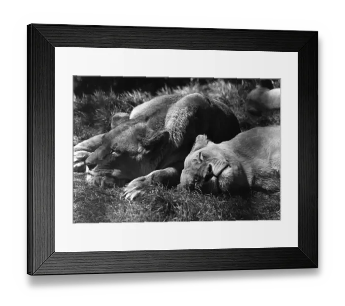 Framed Print : Lions Sleep Today Framed Print : Lions Sleep Today