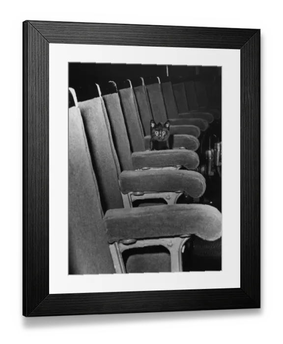 Framed Print : Cat Bird Seat