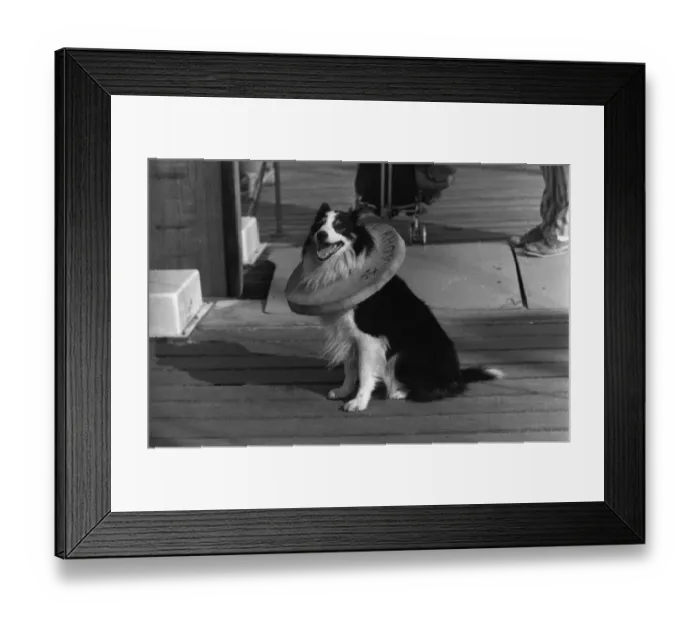 Framed Print : Dog In Collar Framed Print : Dog In Collar