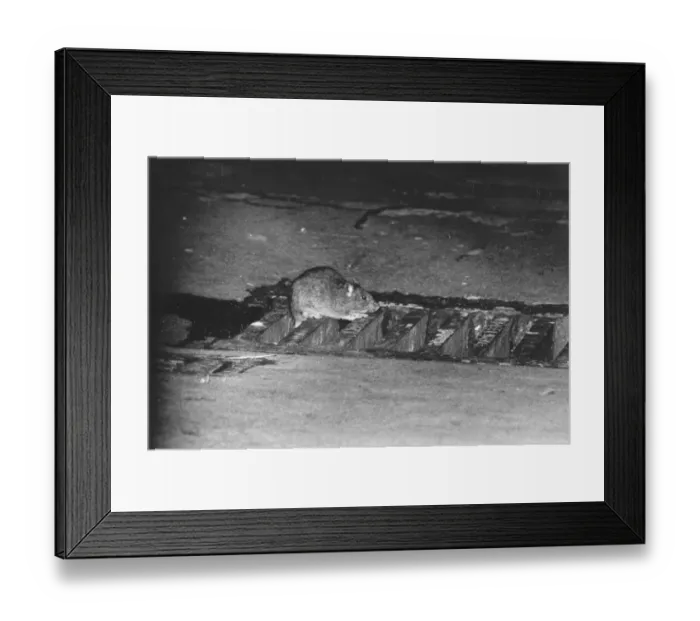 Framed Print : Rat. A rat sitting by a drain during the dustmens strike in Haymarket, London Framed Print : Rat. A rat sitting by a drain during the dustmens strike in Haymarket, London