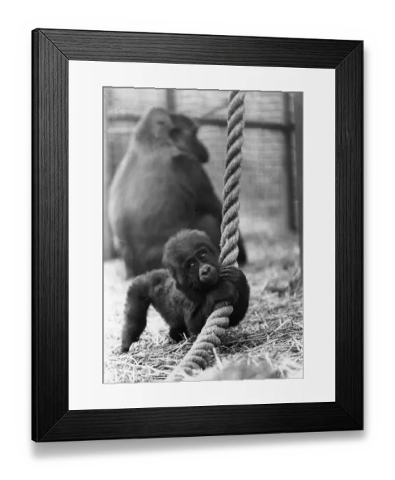 Framed Print : Baby Gorilla Framed Print : Baby Gorilla