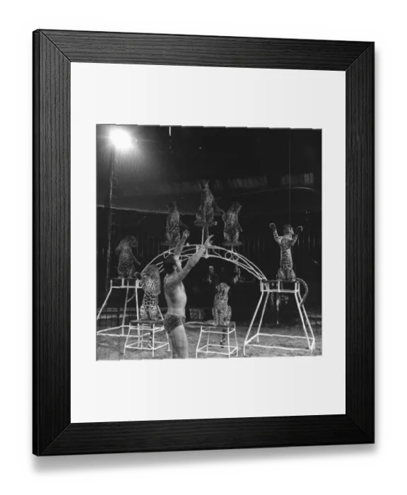 Framed Print : Leopard Display Framed Print : Leopard Display