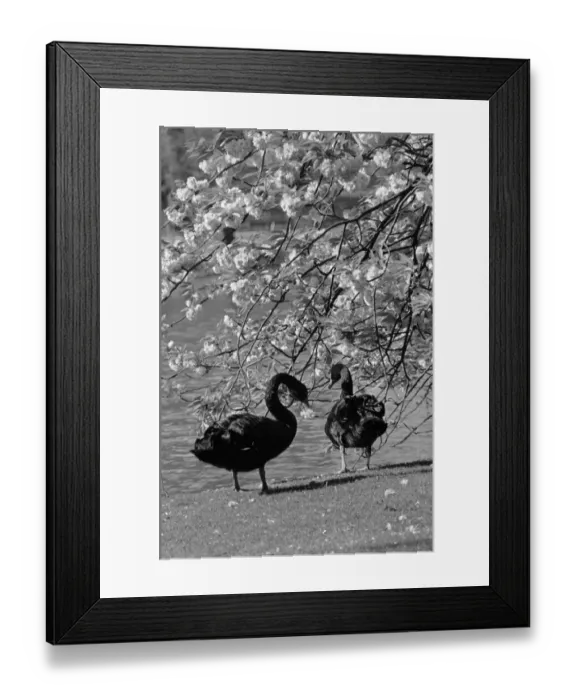Framed Print : Swans In Park Framed Print : Swans In Park