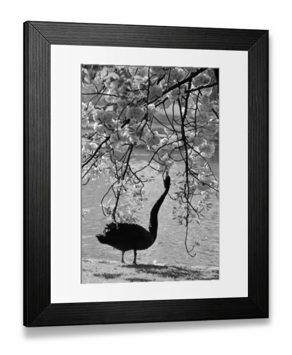 Framed Print : Swan In Park Framed Print : Swan In Park