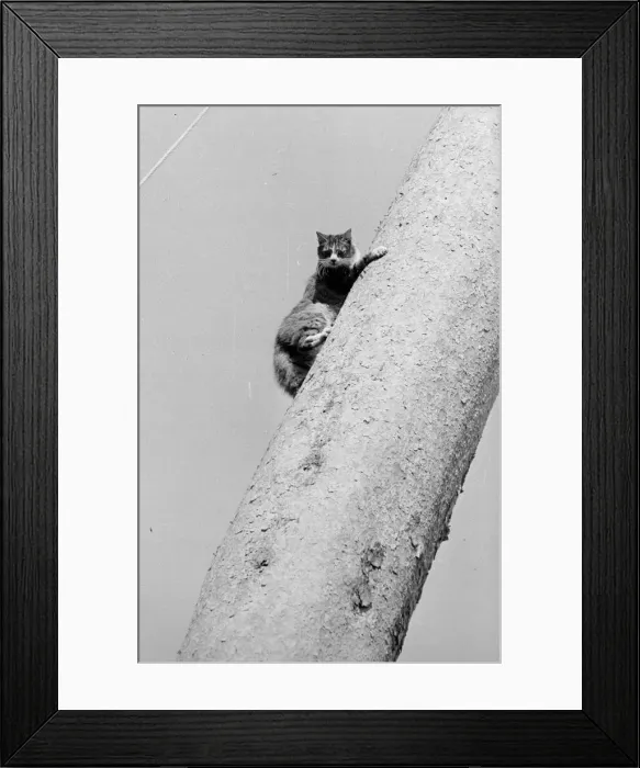 Framed Print : Cat Up Tree Framed Print : Cat Up Tree
