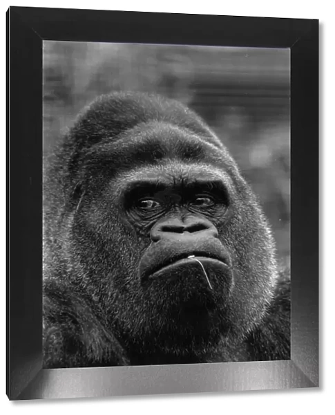Guy The Gorilla, Regents Park Zoo