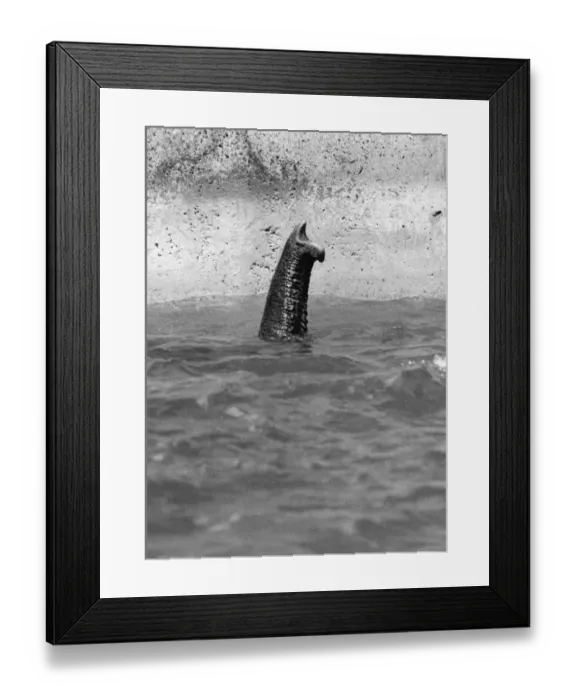 Framed Print : Elephant. 5th June 1980: Anna, a ten year old Indian elephant, cools off at London Zoo Framed Print : Elephant. 5th June 1980: Anna, a ten year old Indian elephant, cools off at London Zoo