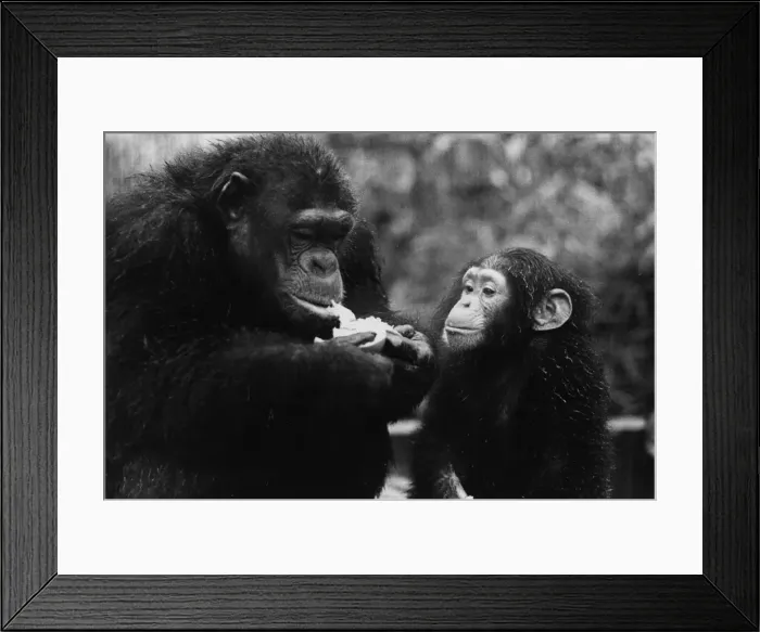 Framed Print : Hungry Chimp Framed Print : Hungry Chimp