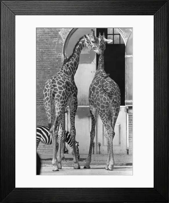 Framed Print : Necking. 3rd April 1980: Two giraffes and a zebra enjoy each others company at London Zoo