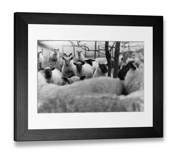 Framed Print : Herd Of Sheep Framed Print : Herd Of Sheep