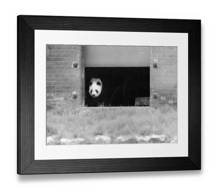 Framed Print : Chi Chi. 1st May 1972: The giant panda, Chi Chi, at London zoo