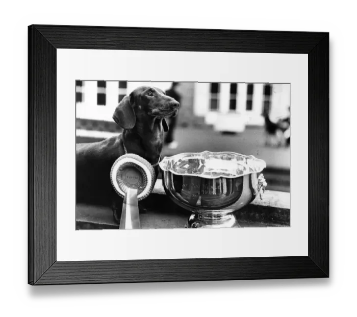 Framed Print : Pup Of The Year Framed Print : Pup Of The Year