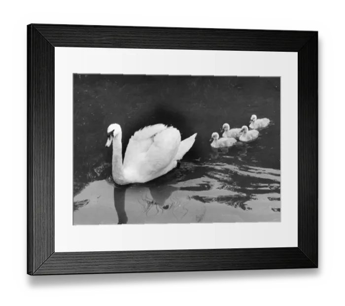 Framed Print : Swan And Cygnets Framed Print : Swan And Cygnets