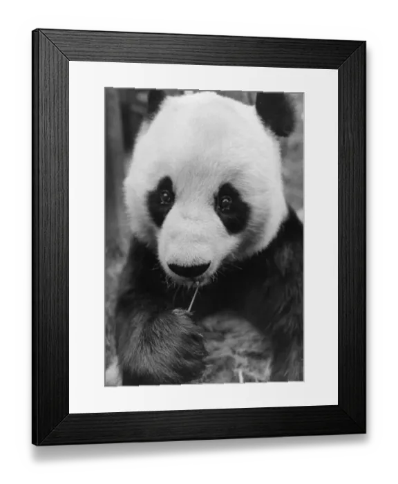 Framed Print : Two Black Eyes Framed Print : Two Black Eyes
