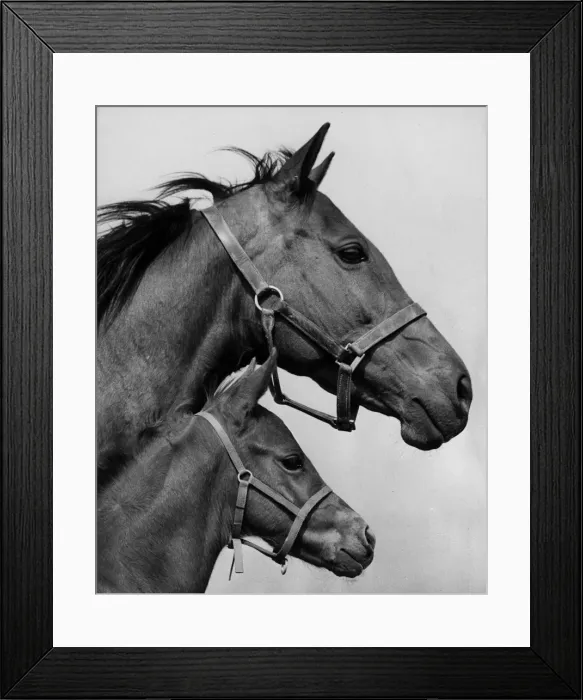 Framed Print : Asturia And Filly Framed Print : Asturia And Filly
