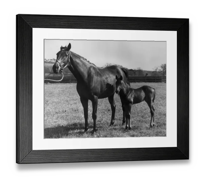 Framed Print : A Filly And A Colt Framed Print : A Filly And A Colt