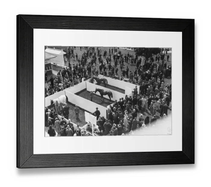 Framed Print : Ascot Paddock Framed Print : Ascot Paddock