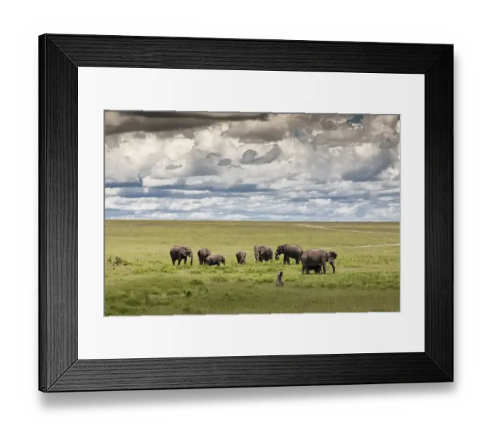 Framed Print : serengeti national park
