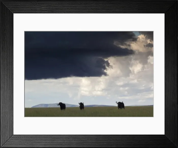 Framed Print : serengeti national park