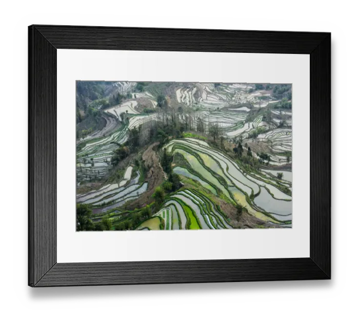 Framed Print : Rice terrace at Yuanyang. Yunnan. China Framed Print : Rice terrace at Yuanyang. Yunnan. China