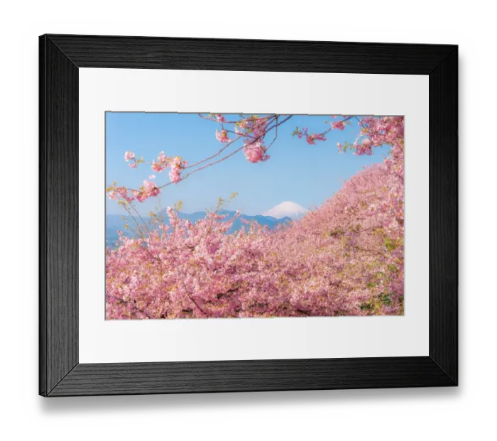 Framed Print : Mt. Fuji among sakura Framed Print : Mt. Fuji among sakura